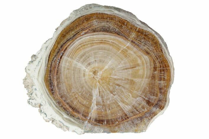 Polished Aragonite Stalactite Slice - Morocco #255325